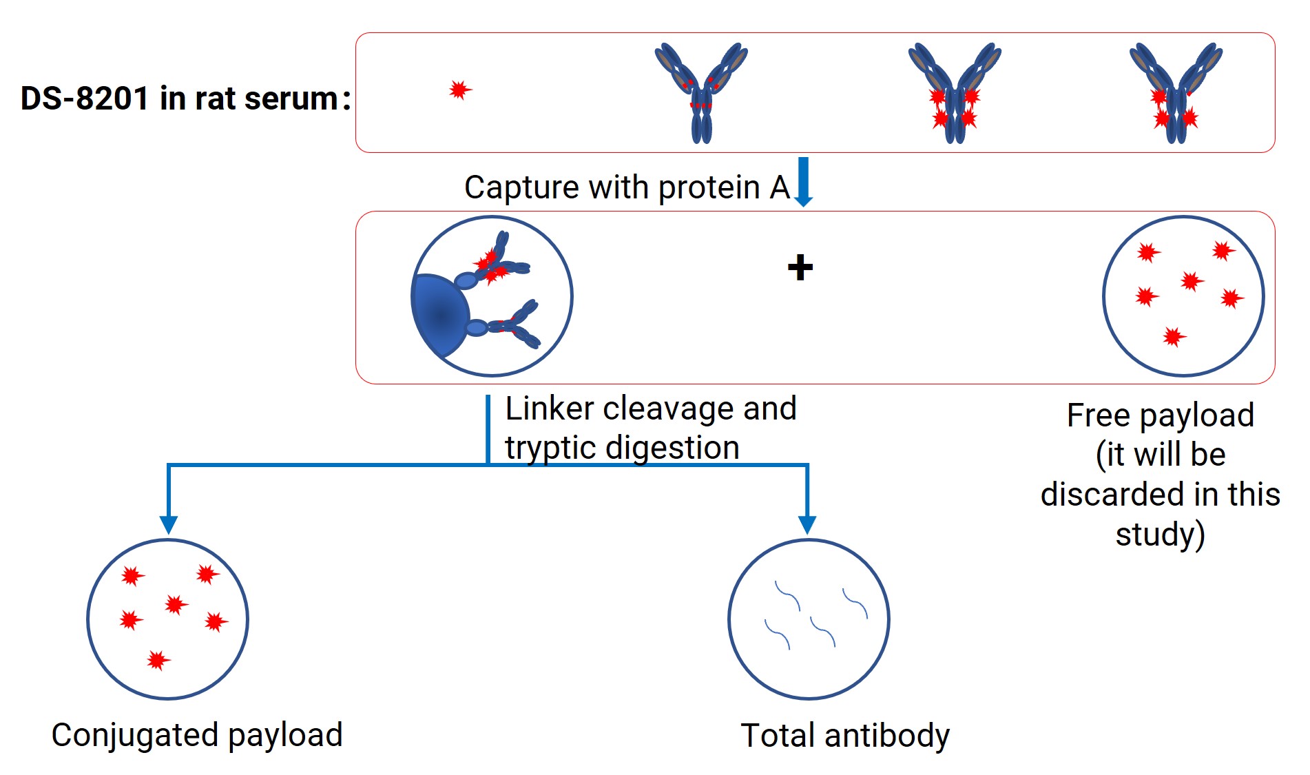 Sample processing workflow for DS-8201 in the biological matrices