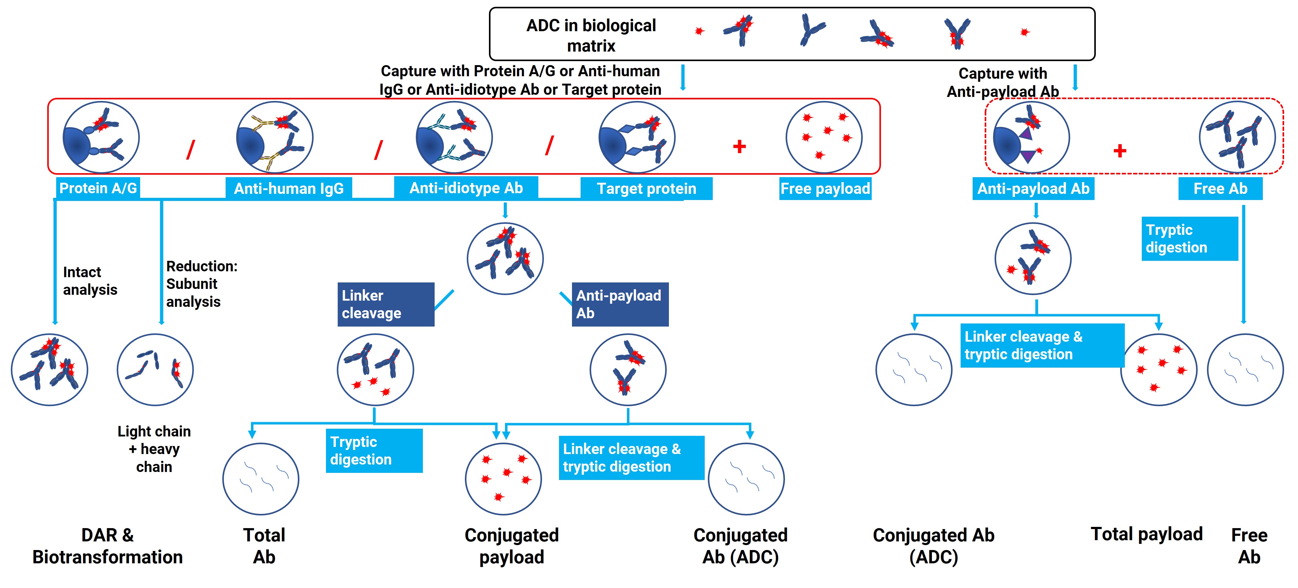 Bioanalytical strategy tree of ADC-related research subjects