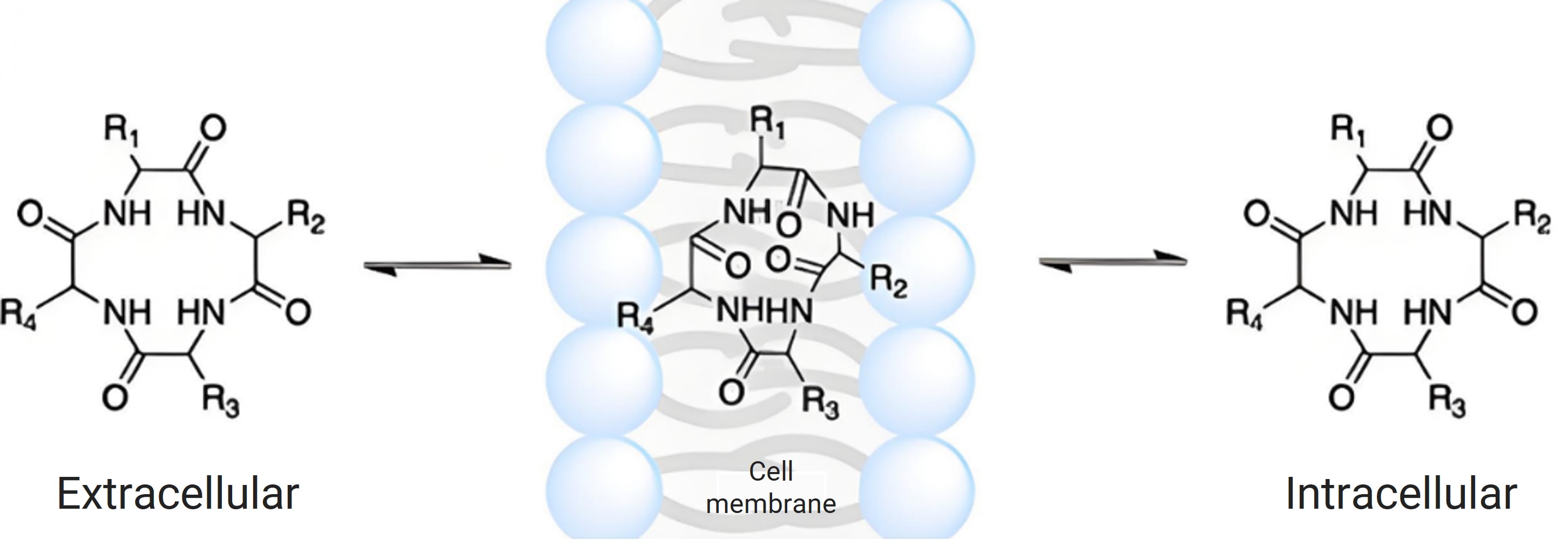 Mechanism of passive diffusion of chameleonic cyclic peptides across membranes