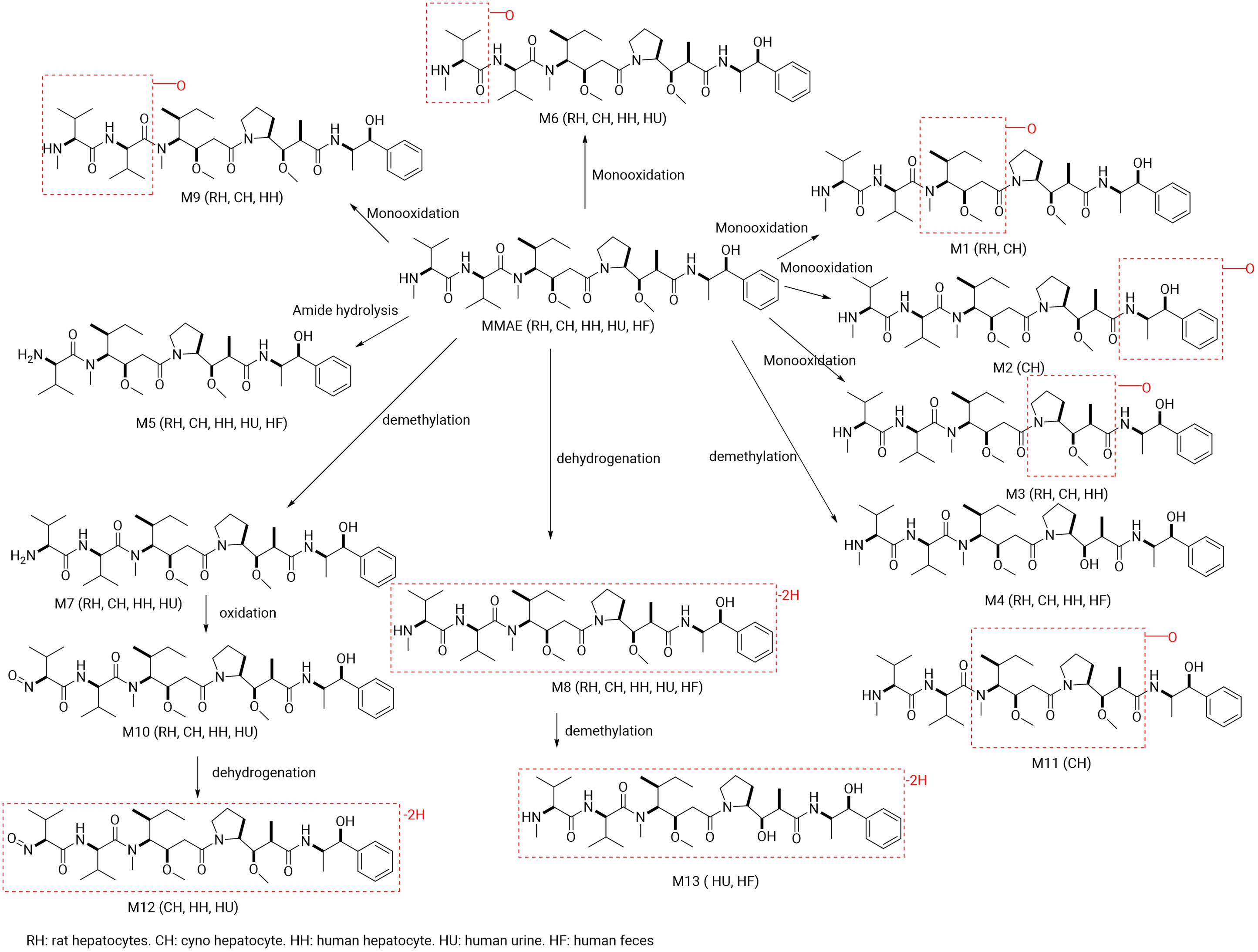 Summary of MMAE Metabolites Identified in In Vitro and Clinical Samples