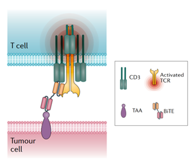 Structure and Mechanism of BiTE