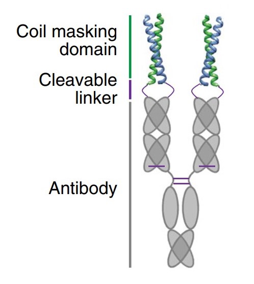Schematic diagram of antibody prodrug