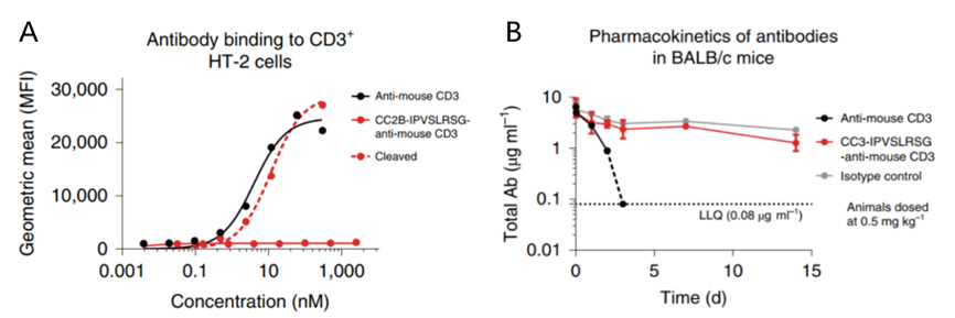 A. Binding of masked vs. unmasked anti-mouse CD3 antibody to CD3+ HT-2 cells. B. PK profiles of masked vs. unmasked anti-mouse CD3 antibody (0.5 mg/kg IV in BALB/c mice)