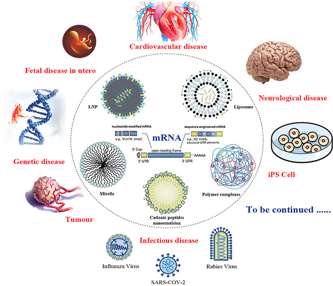 mRNA-targeted delivery systems and their application areas
