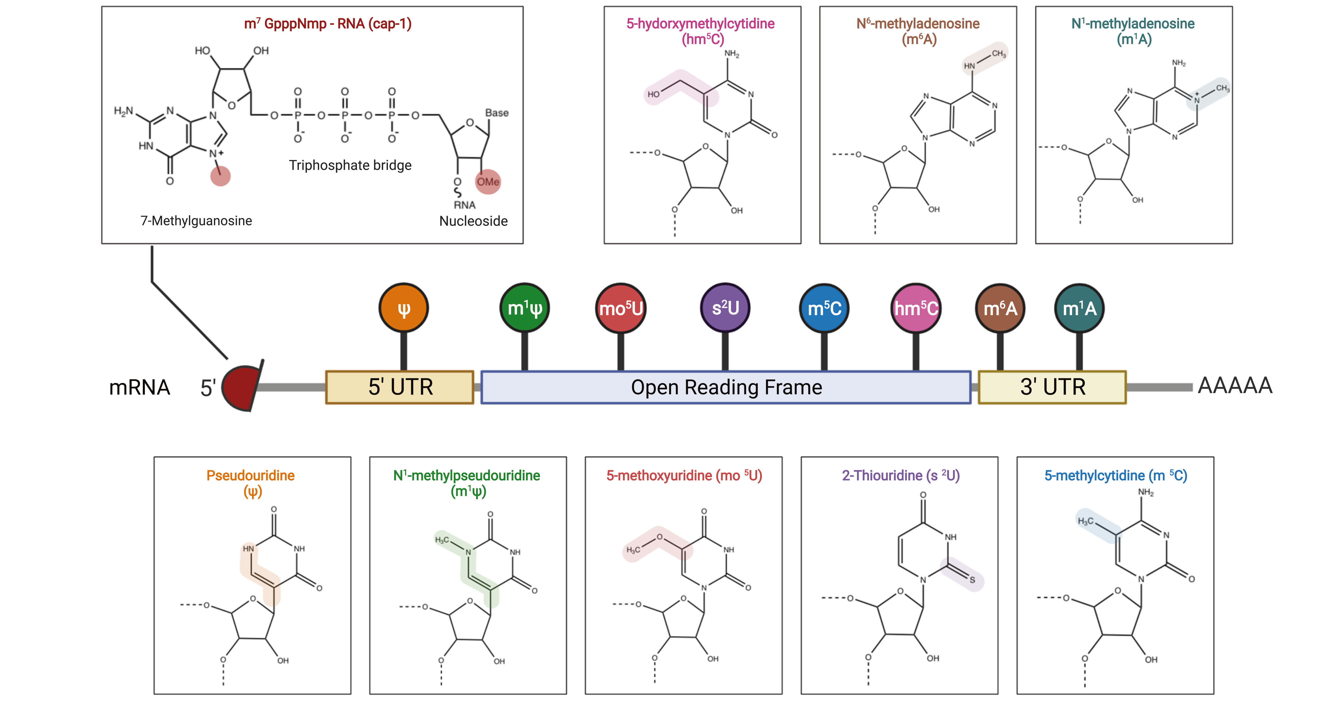 mRNA structure and nucleotide modifications