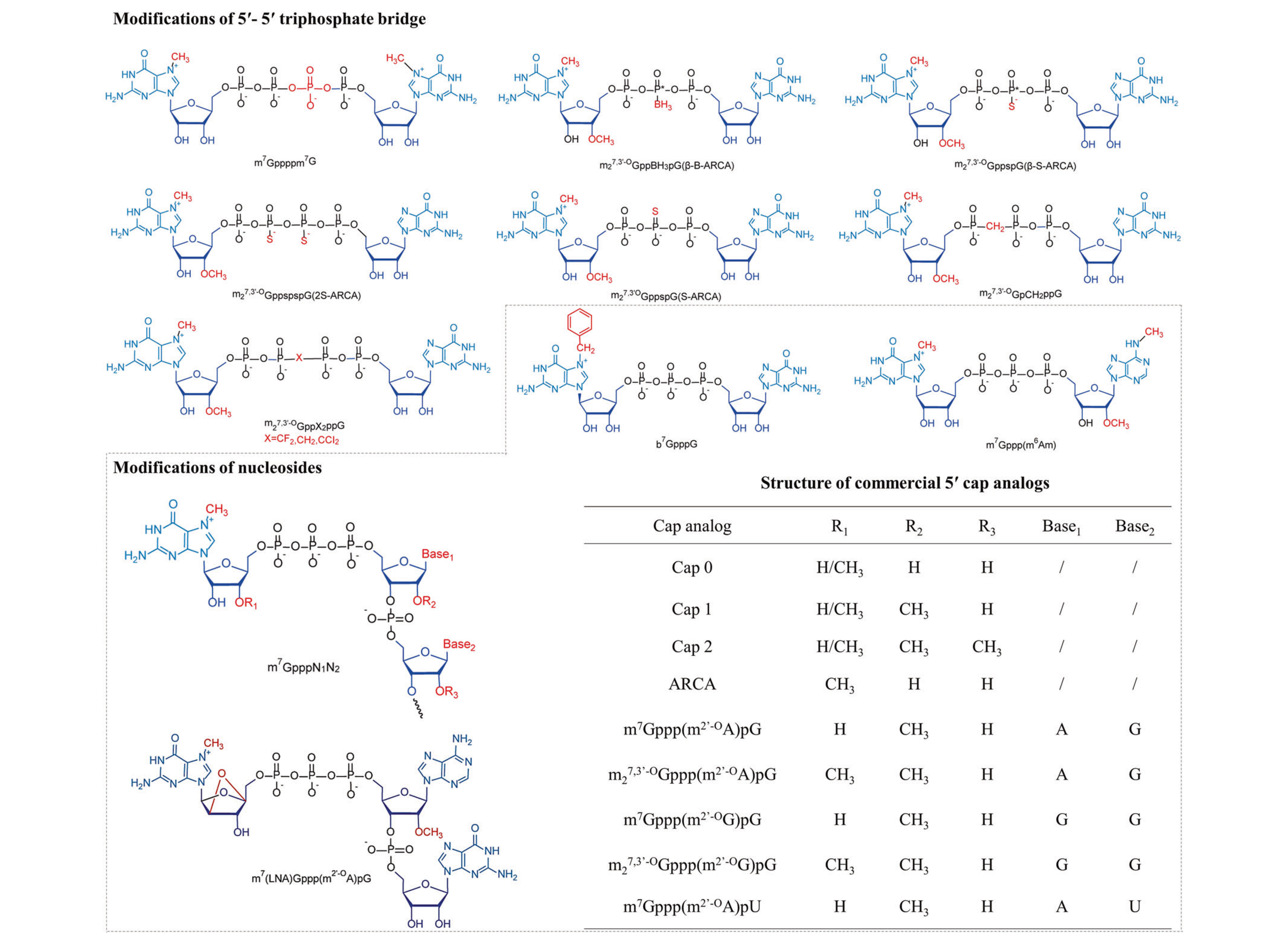 5' cap structure modifications