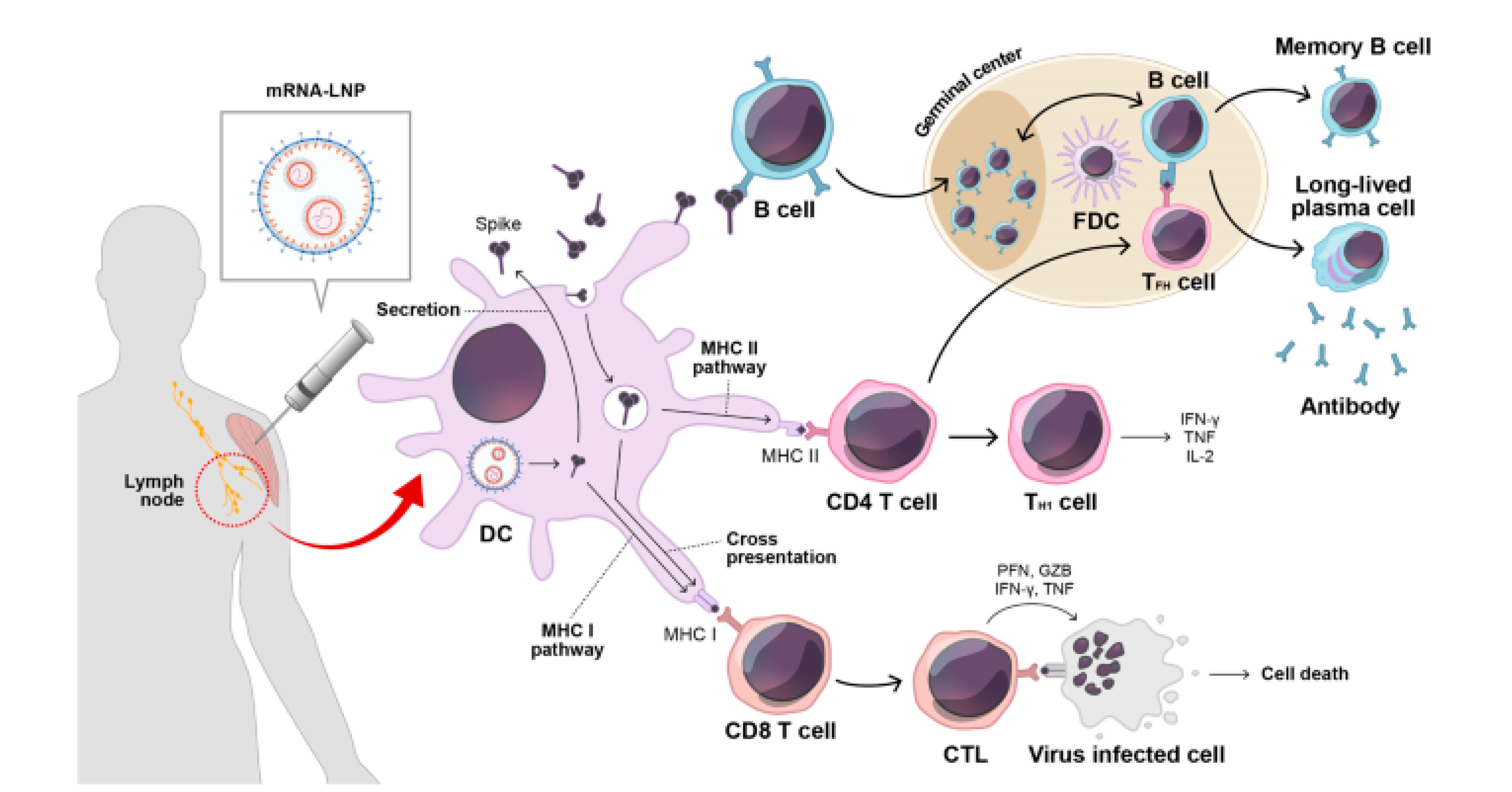 Mechanism of mRNA vaccines in eliciting cell-mediated and antibody-mediated immunity