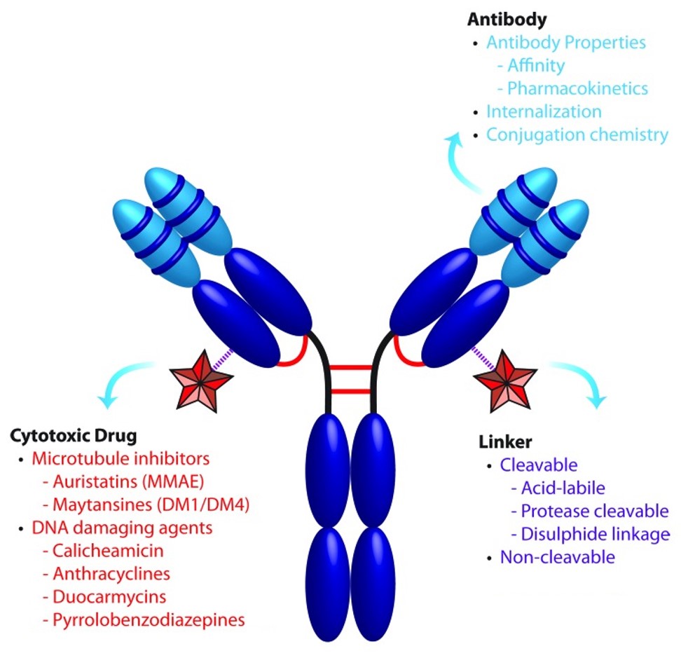 Structural components of antibody-drug conjugates (ADCs): antibody, linker, and payload