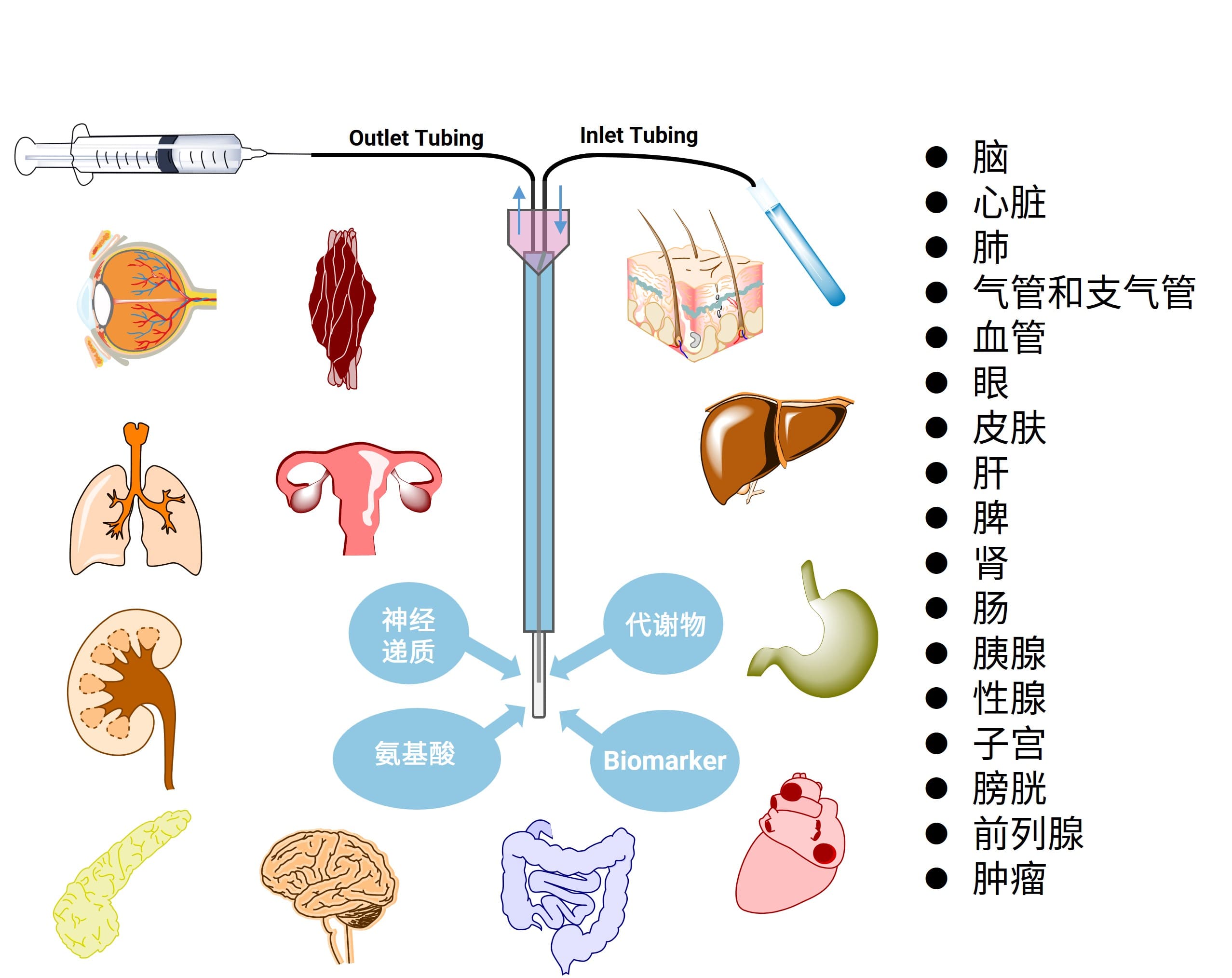 微透析技术应用示意图