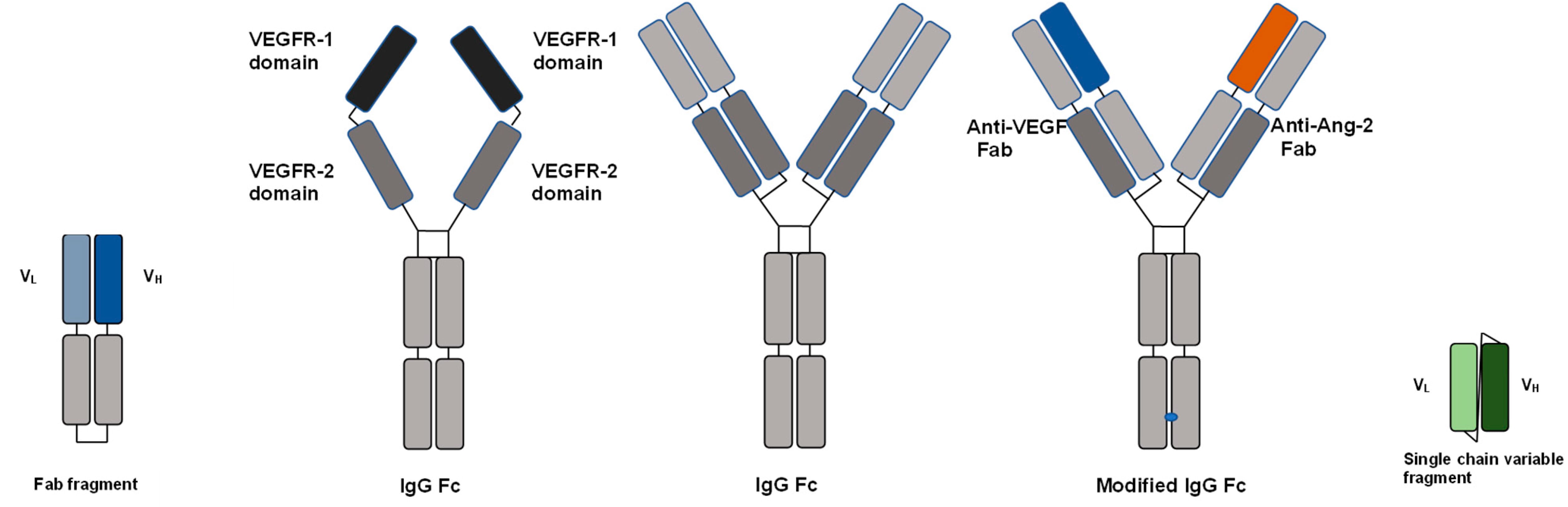 Molecular formats of ocular therapeutic protein drugs