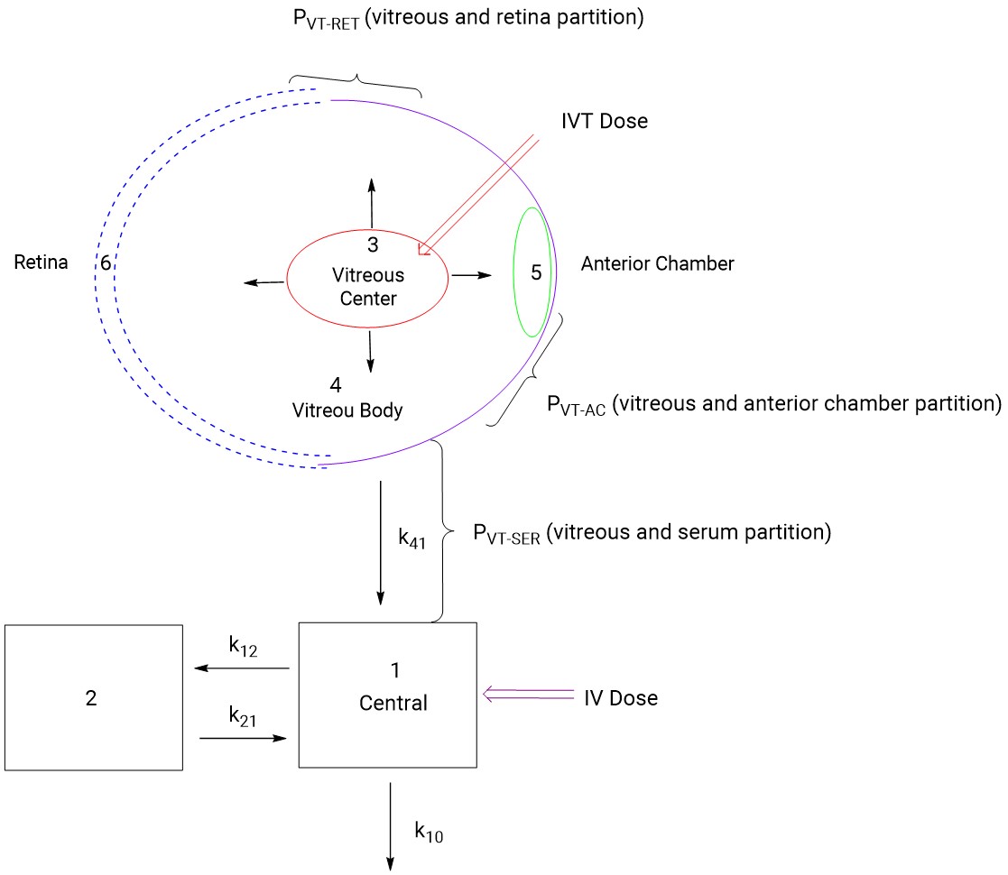 Compartmental model for ocular pharmacokinetics of ranibizumab
