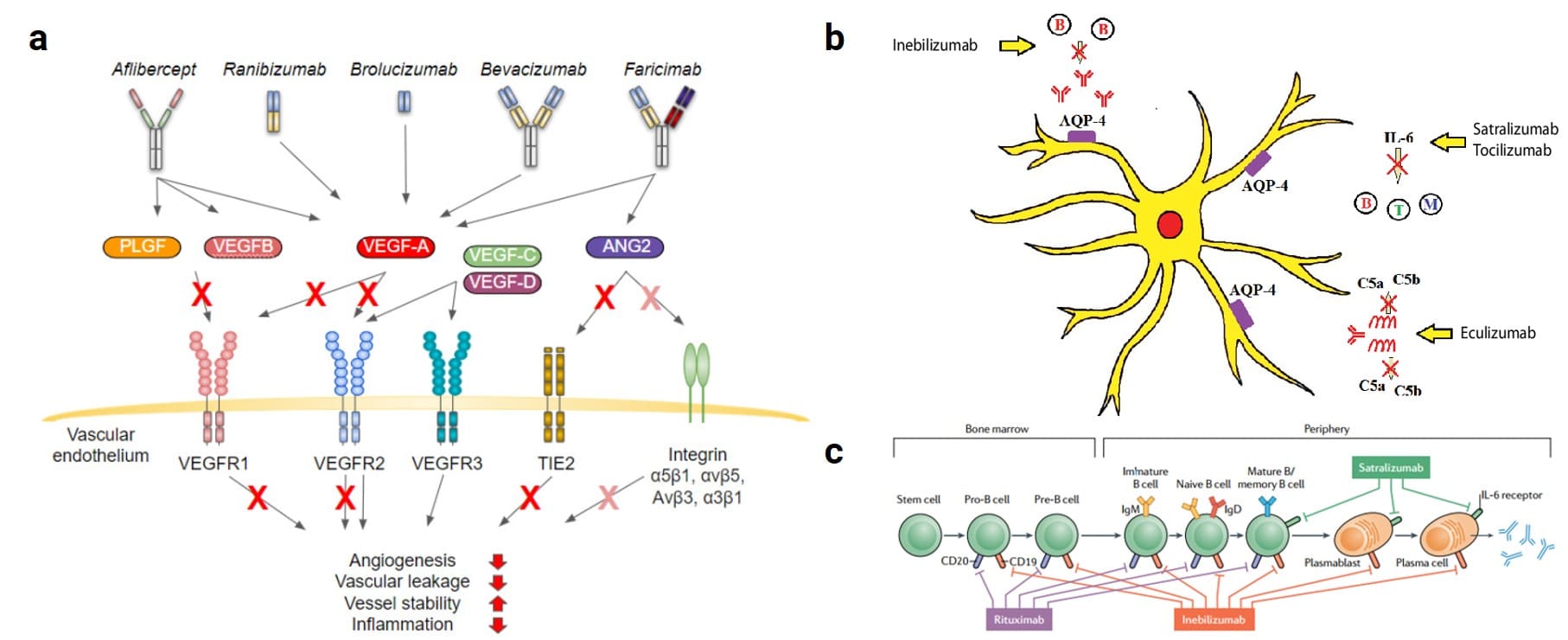 (a) Mechanism of action of anti-VEGF therapy in ocular diseases (bevacizumab is used off-label); (b) Mechanism of inebilizumab, satralizumab, and eculizumab in protecting nerve cells; (c) Rituximab, inebilizumab, and satralizumab acting on different stages of B-cell development, respectively