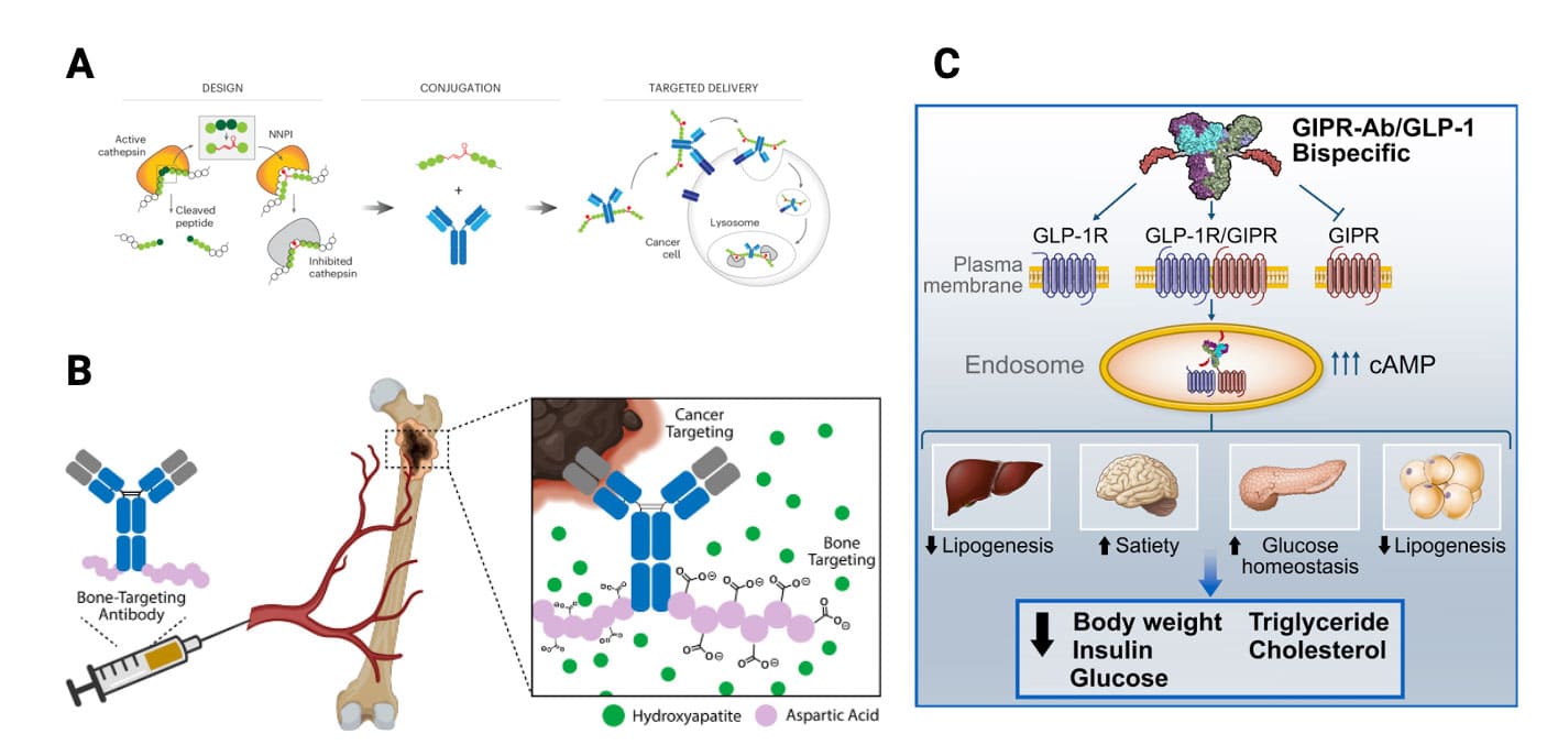 Different types of antibody–peptide conjugates (APC) drugs