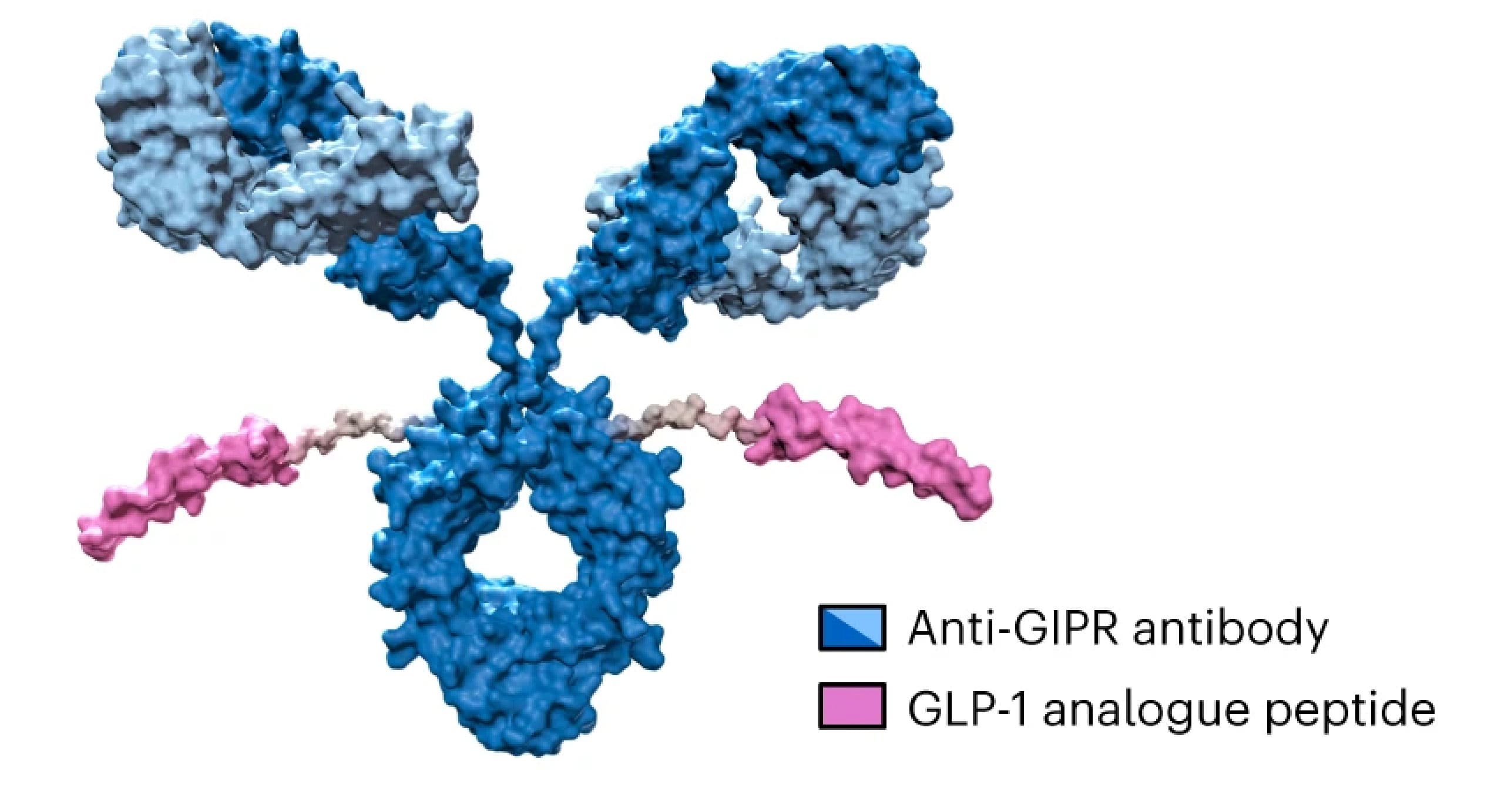 Structure of AMG 133