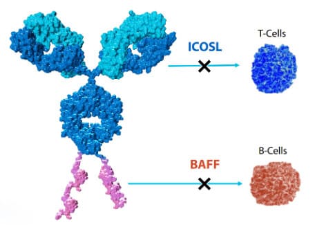 Structure of AMG 570