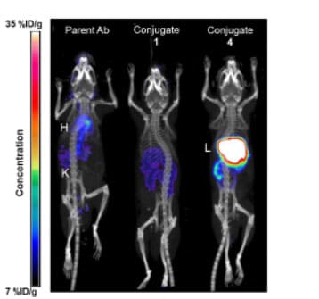 PET/CT imaging 20 h after IV administration of 30-40 mg/kg 64Cu-labeled conjugates and controls in mice