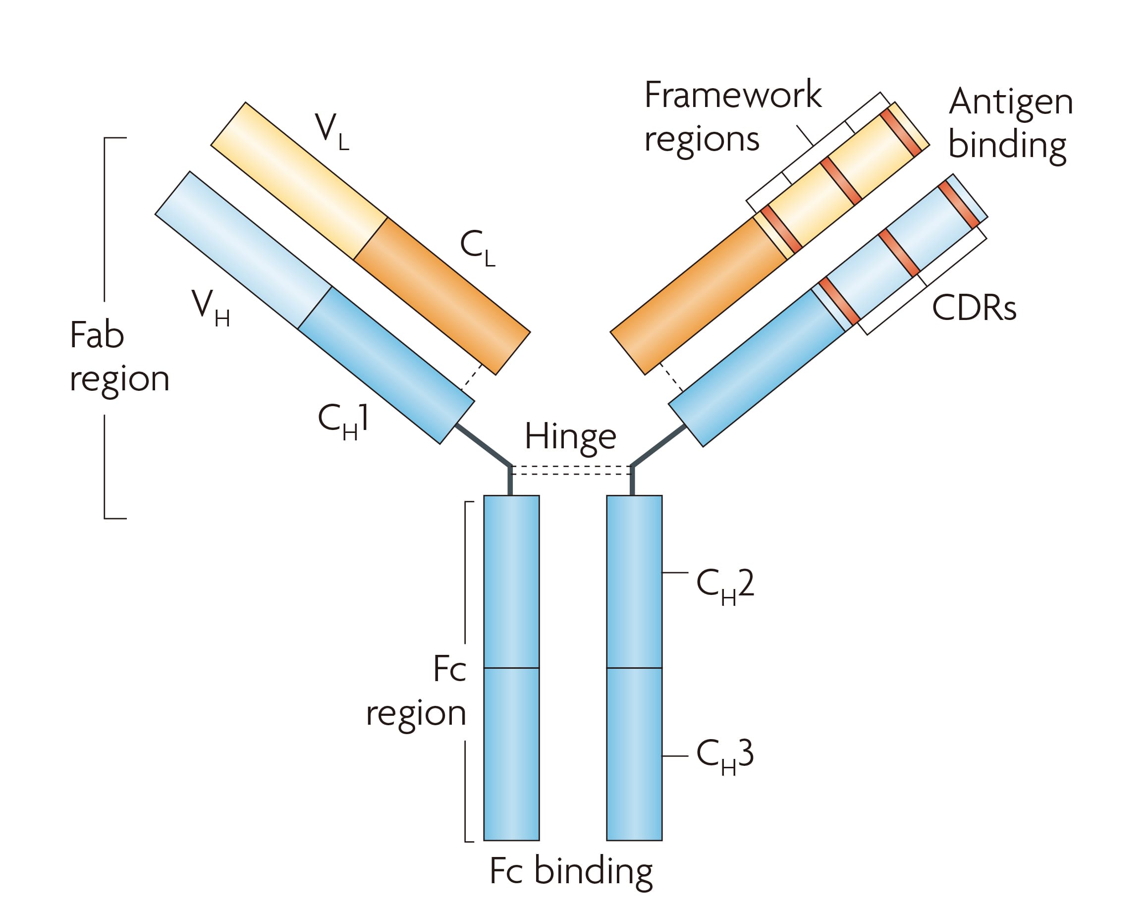 Structure of the antibody