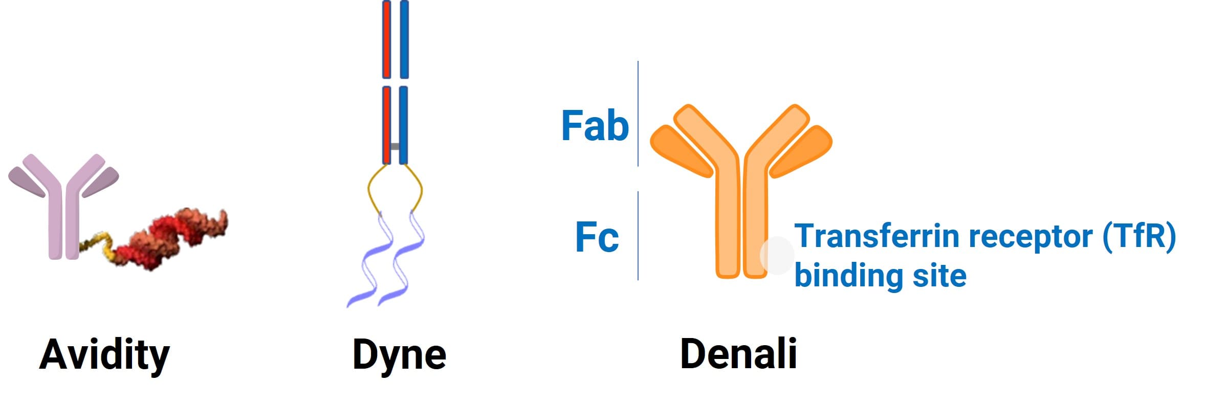Comparison of antibody designs from three companies