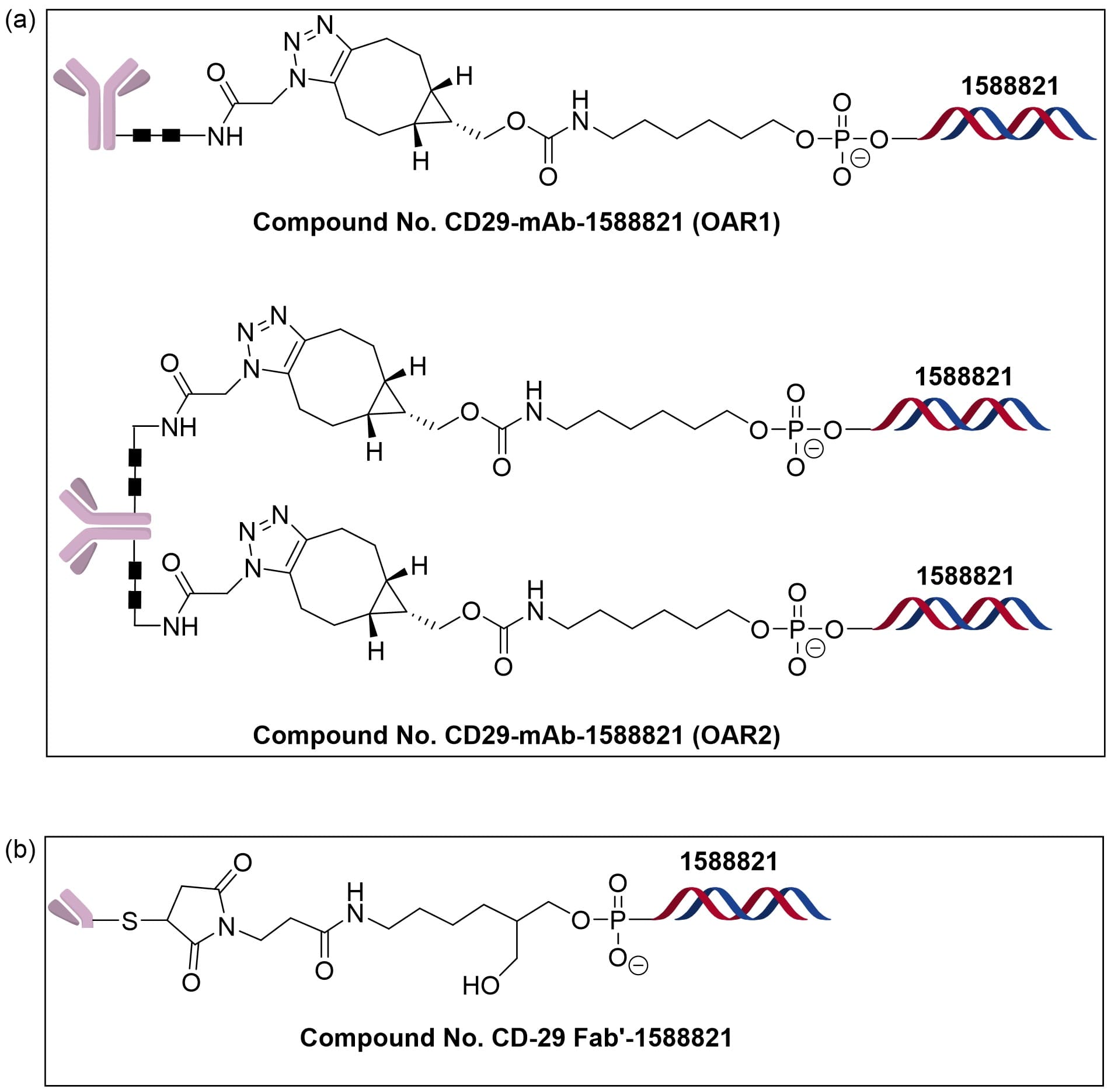 Antibody–oligonucleotide conjugates(AOCs) prepared from anti-CD29 in different formats: full-length antibody (a) and Fab (b)