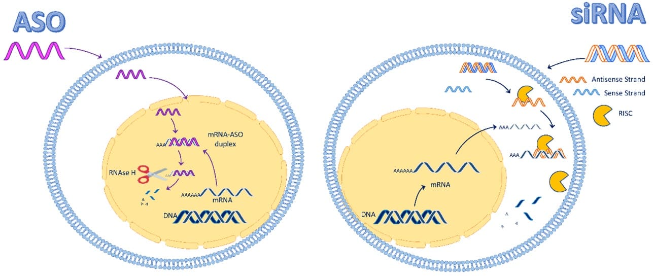 Intracellular distribution and mechanisms of action of siRNA and ASO