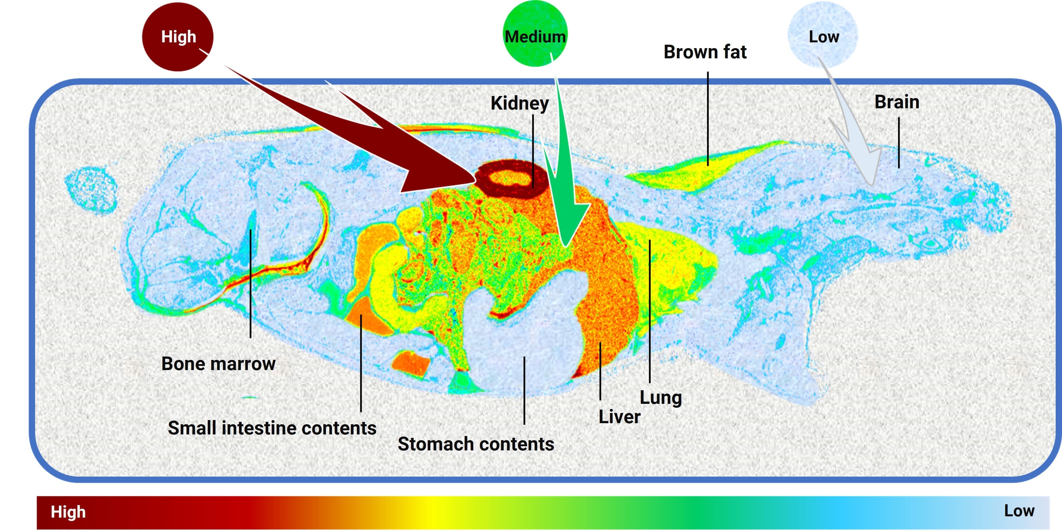 QWBA profile at 24 hours after a single subcutaneous injection of a 14C-labeled GLP-1 peptide in rats
