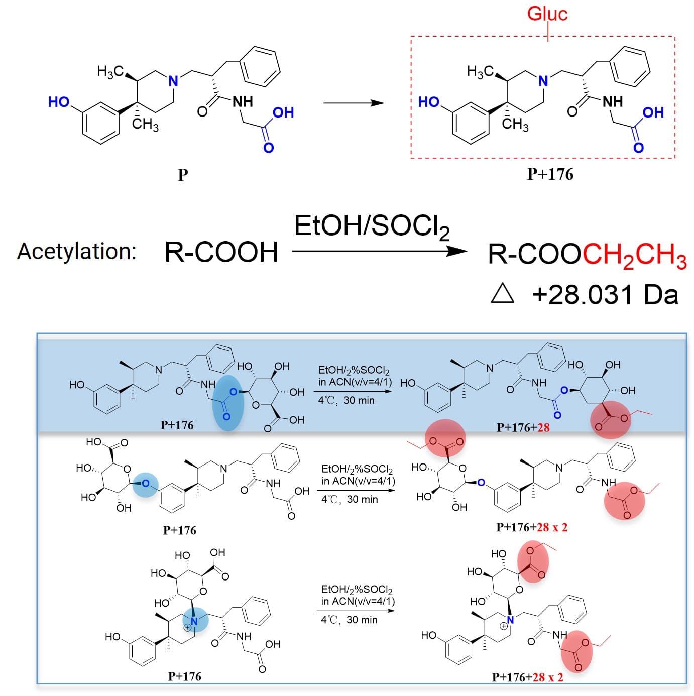 Determining glucuronic acid conjugation site via acetylation reaction (determining whether at the carboxylic acid site) Determining glucuronic acid conjugation site via acetylation reaction (determining whether at the carboxylic acid site)