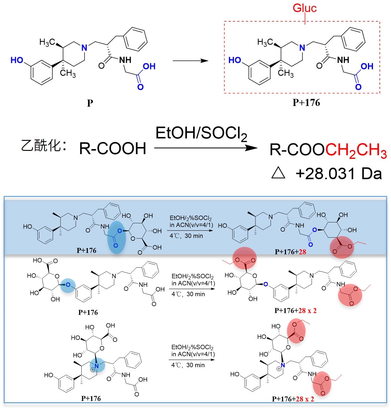 通过乙酰化反应判断葡萄糖醛酸结合位点（判断是否在羧基位）
