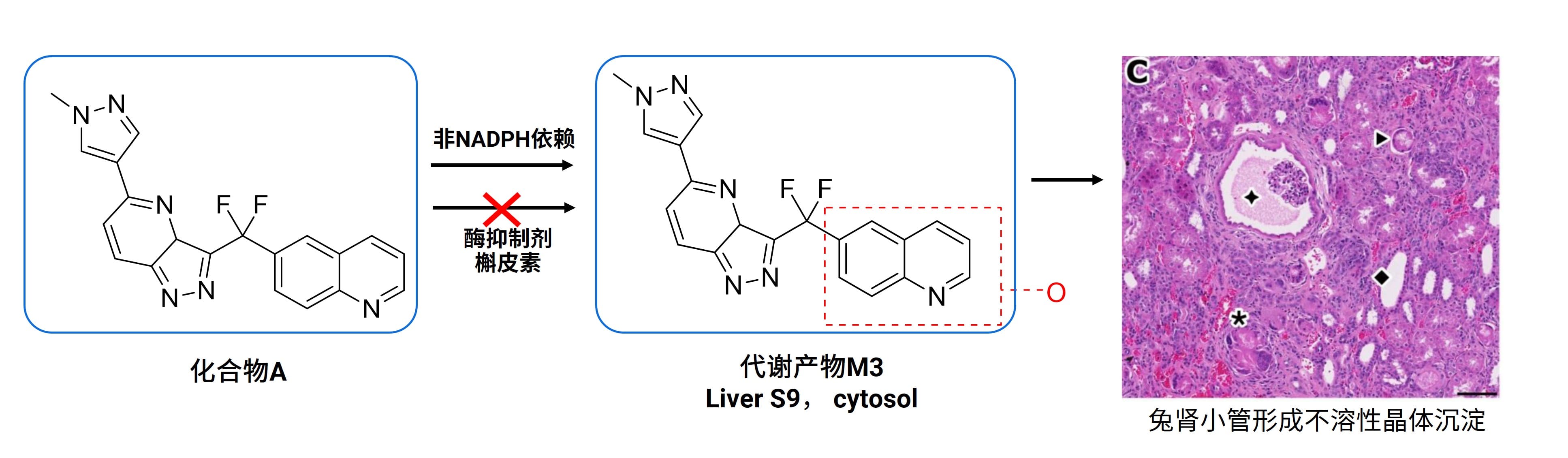  非P450酶产物导致化合物A肾毒性