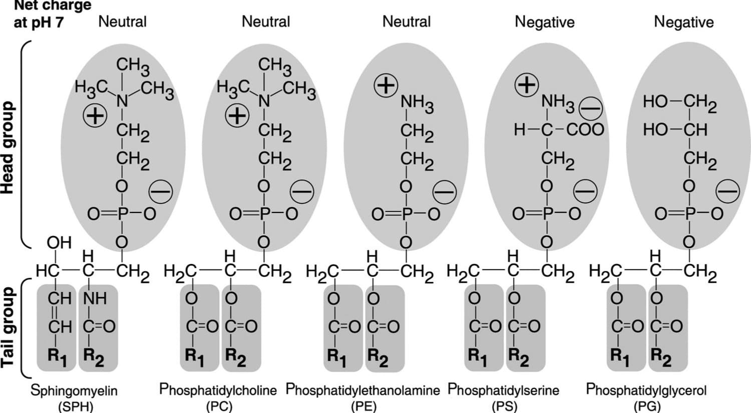 Phospholipid structure
