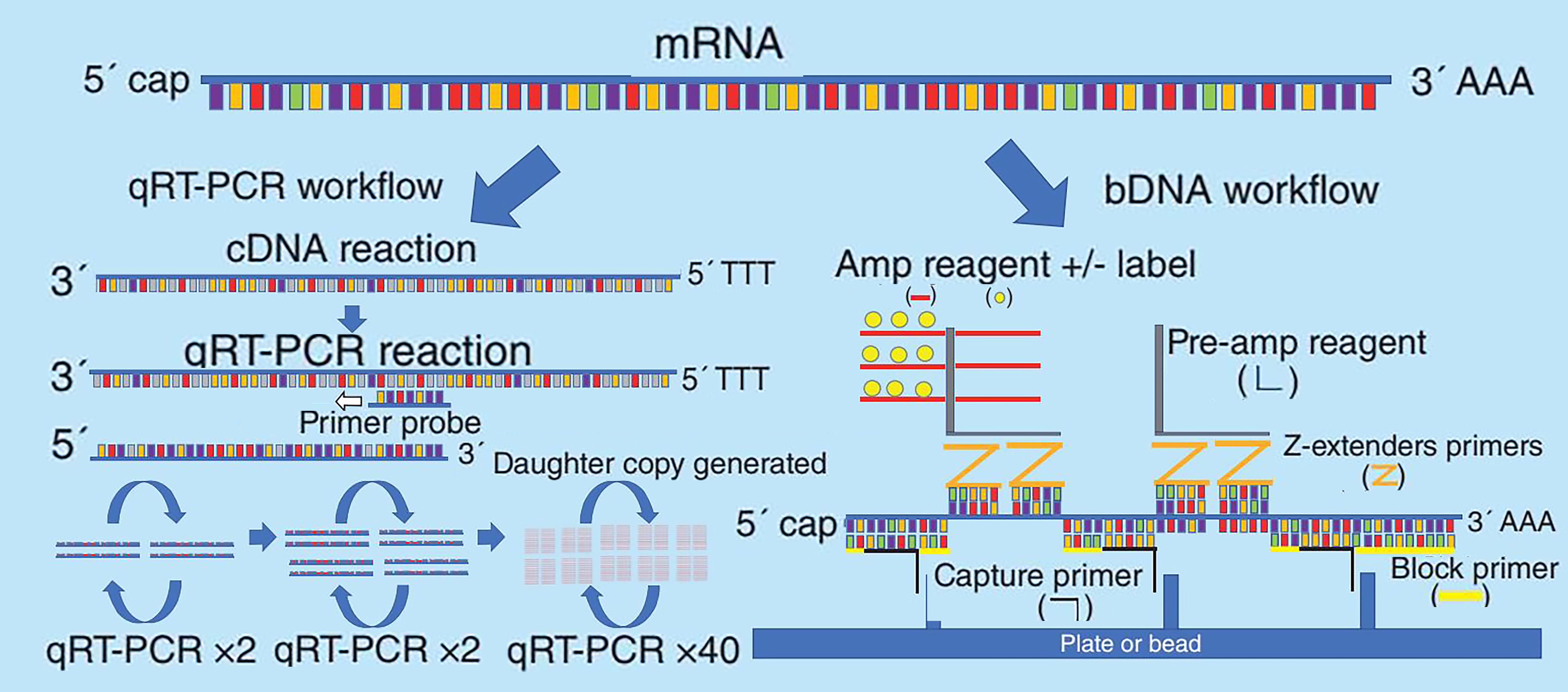 Diagram of RT-qPCR and bDNA method principles