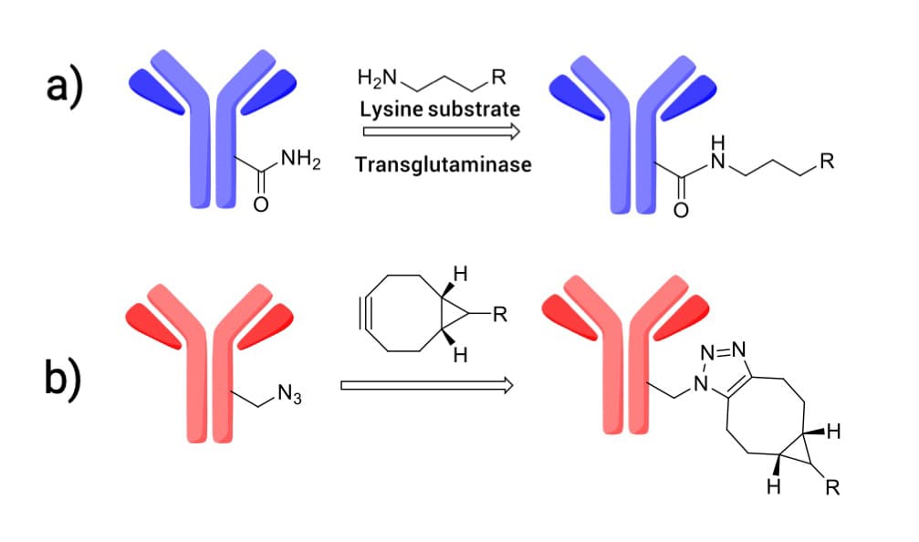 a) 转谷氨酰胺酶催化的抗体谷氨酰胺残基与赖氨酸接头偶联; b) 抗体上叠氮基团与环辛炔接头偶联 a) 转谷氨酰胺酶催化的抗体谷氨酰胺残基与赖氨酸接头偶联; b) 抗体上叠氮基团与环辛炔接头偶联