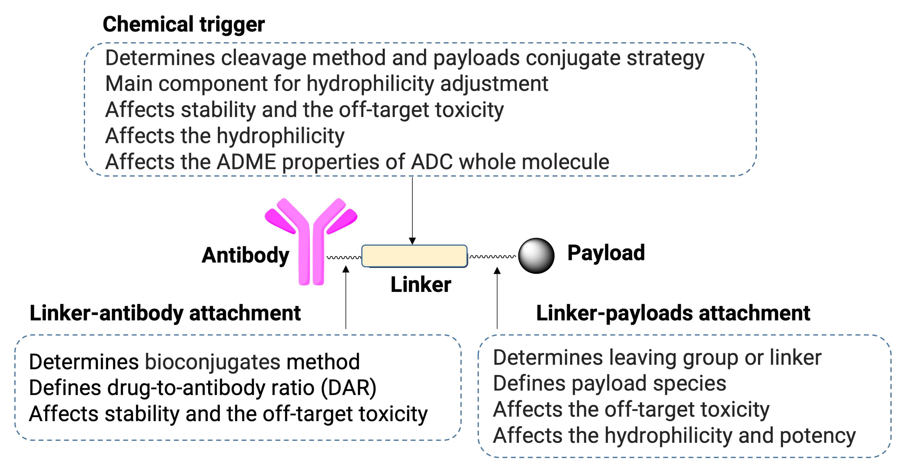 Typical structure and functional characteristics of ADCs Typical structure and functional characteristics of ADCs