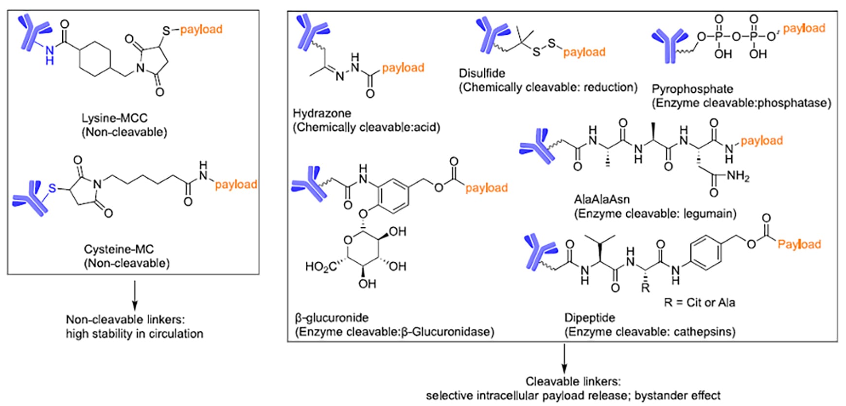 Classification and chemical structures of ADC linkers Classification and chemical structures of ADC linkers