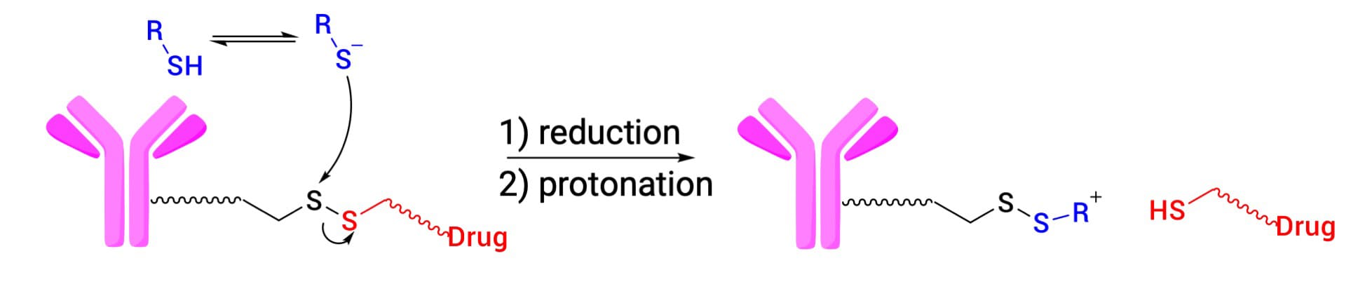Reductive cleavage of disulfide bond linkers Reductive cleavage of disulfide bond linkers