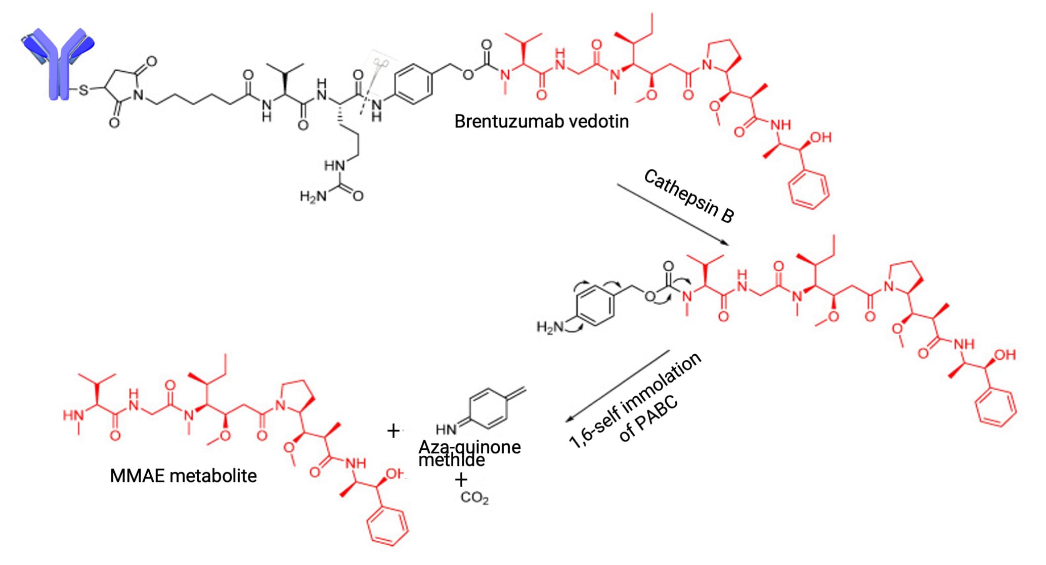 Lysosomal protease cleavage of Valine-Citrulline (VCit) to release payload Lysosomal protease cleavage of Valine-Citrulline (VCit) to release payload