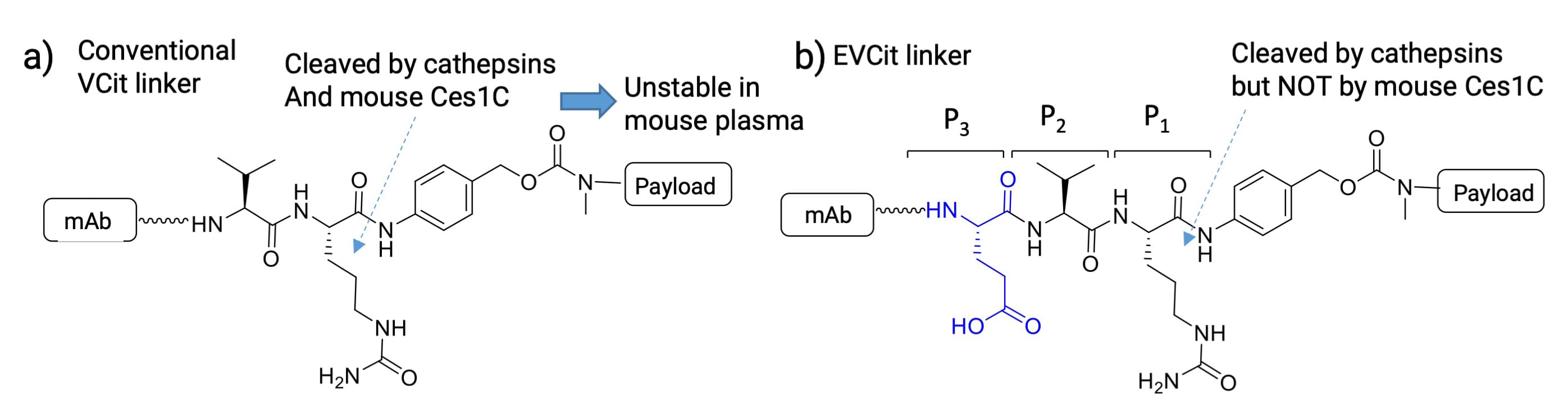 a) VCit linker and b) EVCit linker structures a) VCit linker and b) EVCit linker structures