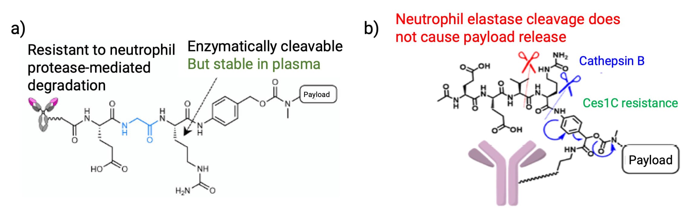a) EGCit linker and b) Exo-EEVCit linker structure a) EGCit linker and b) Exo-EEVCit linker structure