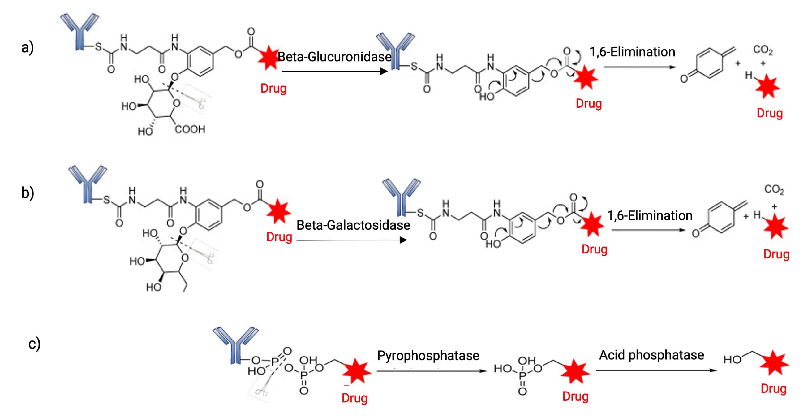 Release mediated by a) β-glucuronidase, b) β-galactosidase, and c) phosphatase Release mediated by a) β-glucuronidase, b) β-galactosidase, and c) phosphatase