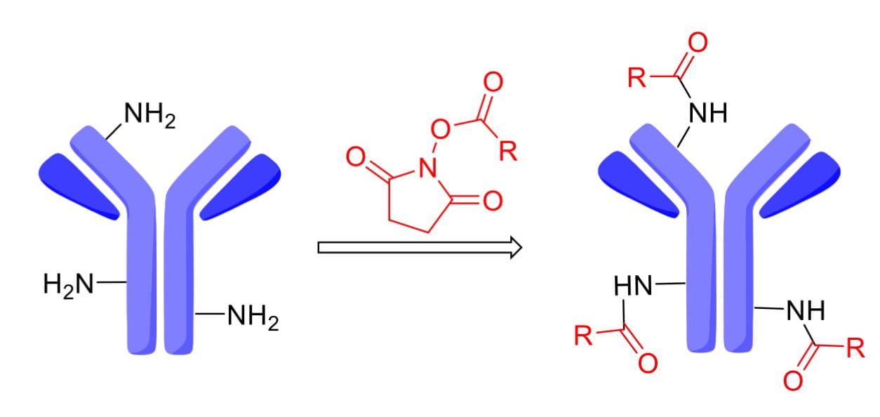 Conjugation of N-hydroxysuccinimide (NHS) with lysine residues on an antibody Conjugation of N-hydroxysuccinimide (NHS) with lysine residues on an antibody