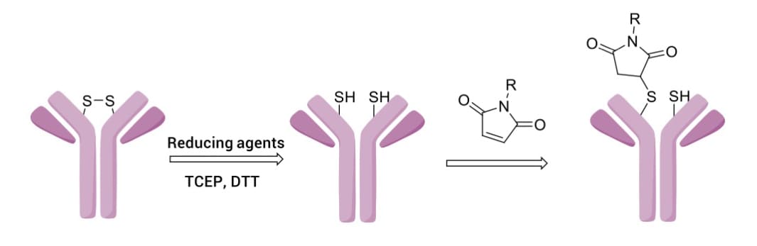 Maleimide conjugation with antibody interchain cysteine (generated by disulfide reduction) to produce thiosuccinimide Maleimide conjugation with antibody interchain cysteine (generated by disulfide reduction) to produce thiosuccinimide