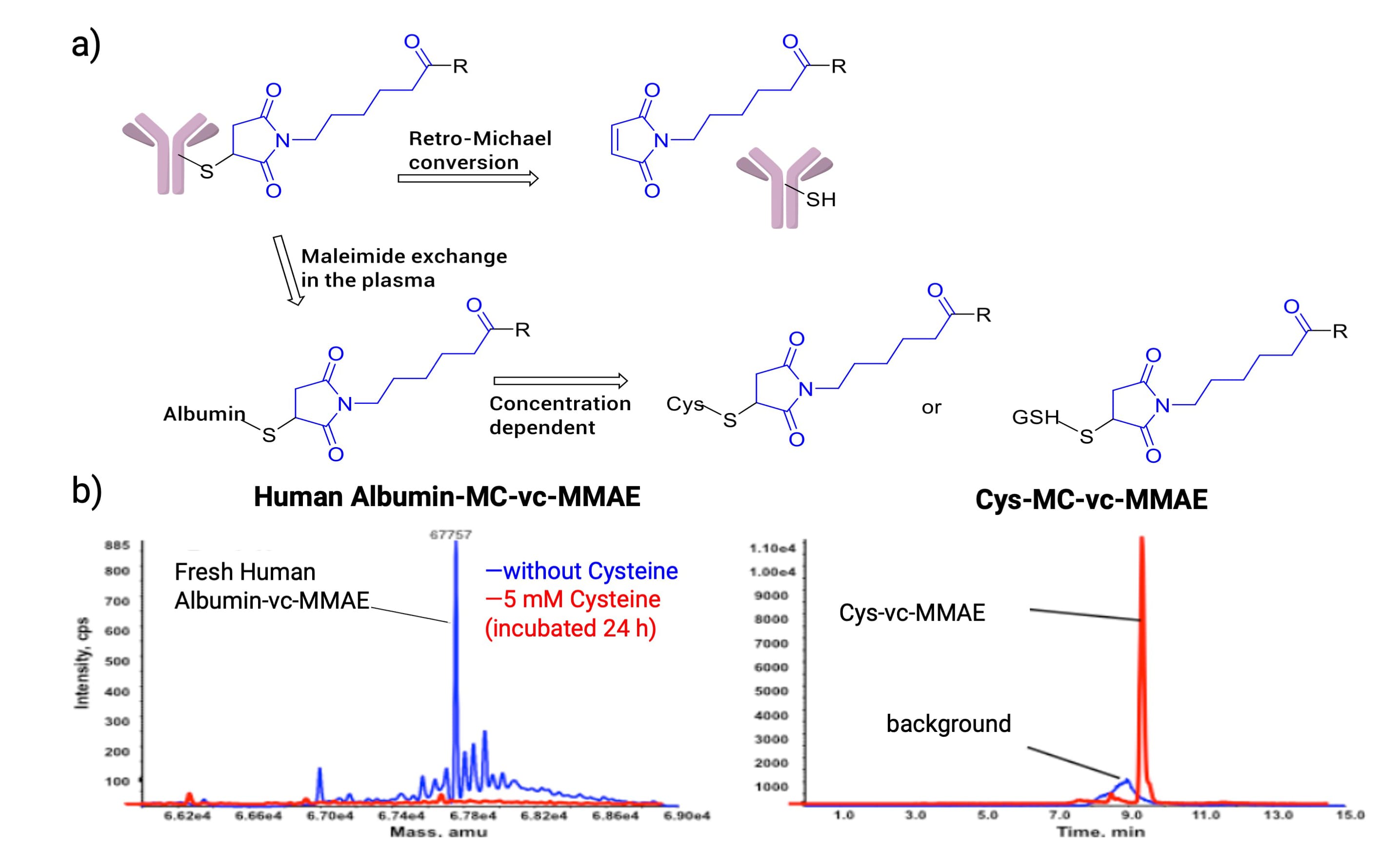 (a) Maleimide-conjugated ADC undergoes retro-Michael addition and exchange with Albumin, Cys, or GSH; (b) Albumin-MC-vc-MMAE conversion to Cys-MC-vc-MMAE in human plasma (a) Maleimide-conjugated ADC undergoes retro-Michael addition and exchange with Albumin, Cys, or GSH; (b) Albumin-MC-vc-MMAE conversion to Cys-MC-vc-MMAE in human plasma