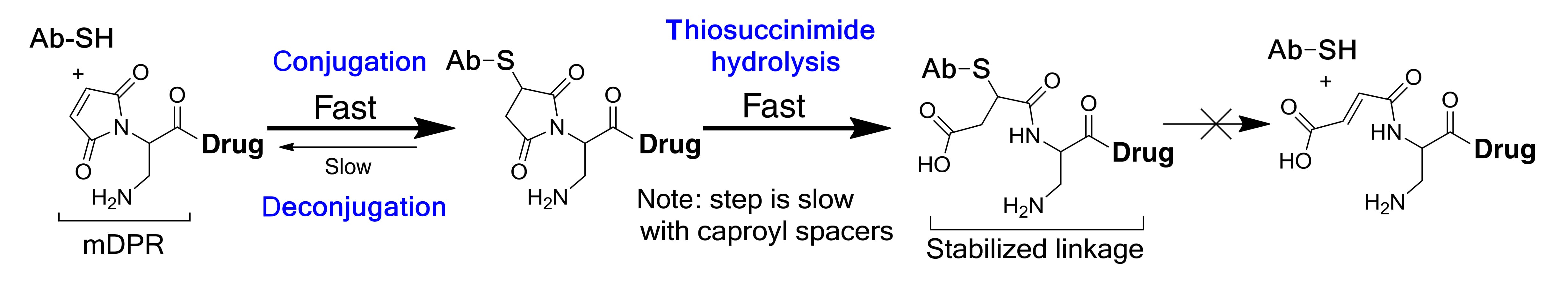 Ring-opening hydrolysis of self-stabilizing maleimide (mDPR) Ring-opening hydrolysis of self-stabilizing maleimide (mDPR)
