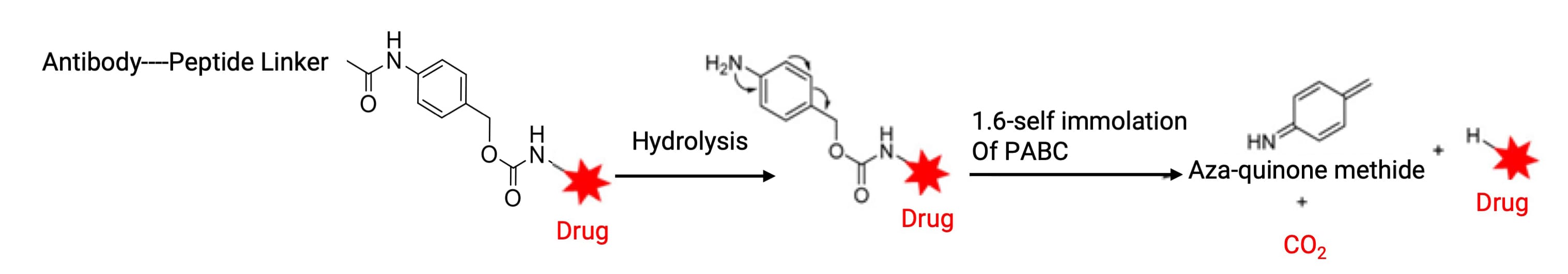 Self-immolation of para-aminobenzyl carbamate (PABC) Self-immolation of para-aminobenzyl carbamate (PABC)