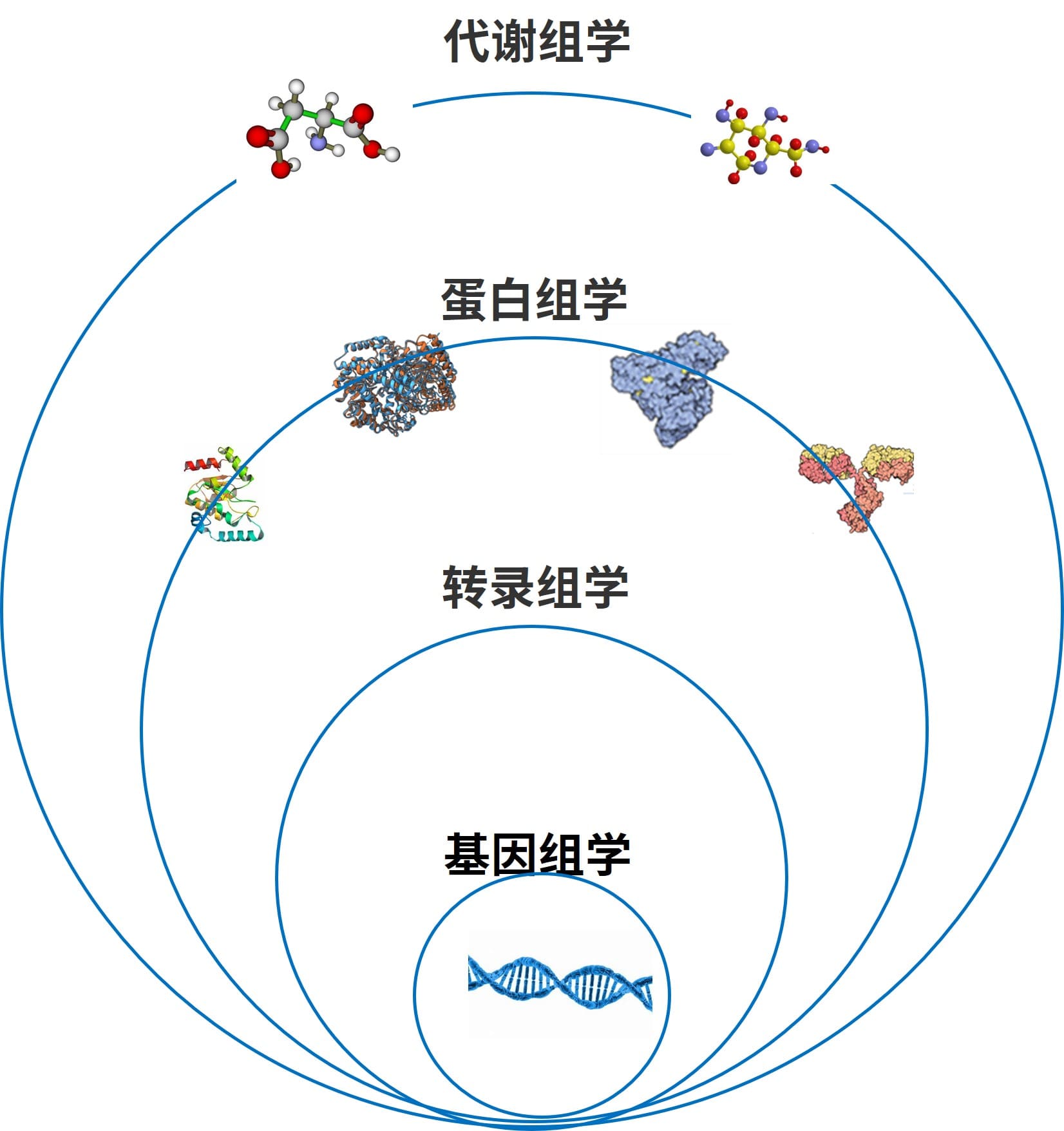 生物研究中各组学之间相互关系