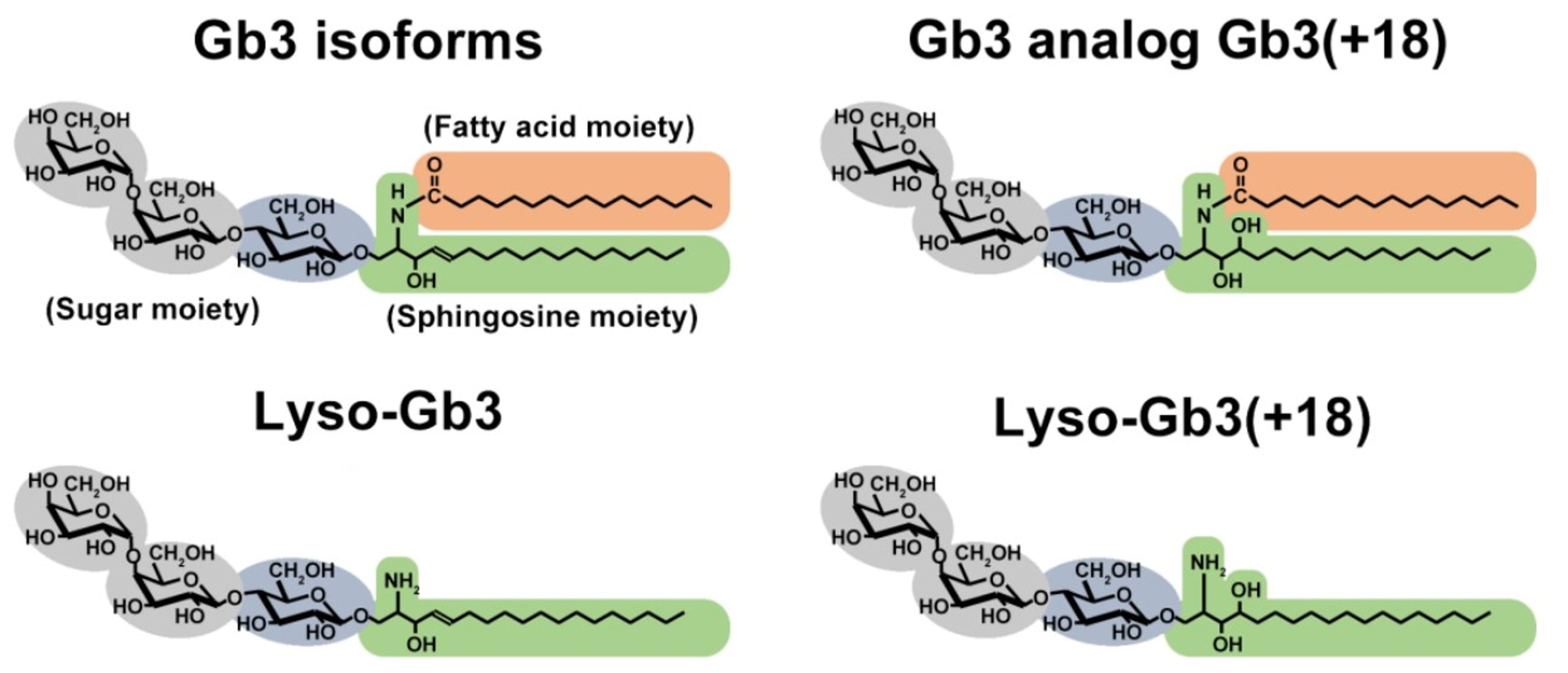 Gb3和Lyso-Gb3以及类似物Gb3 (+18)和Lyso-Gb3(+18)结构示意图