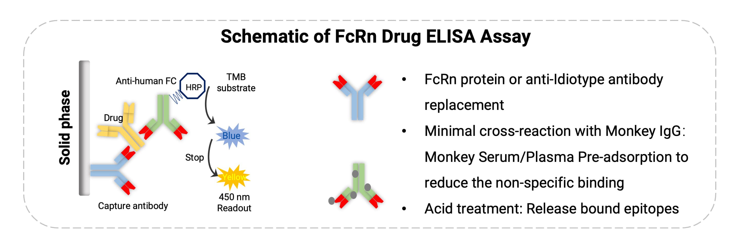 FcRn抗体药物的分析策略