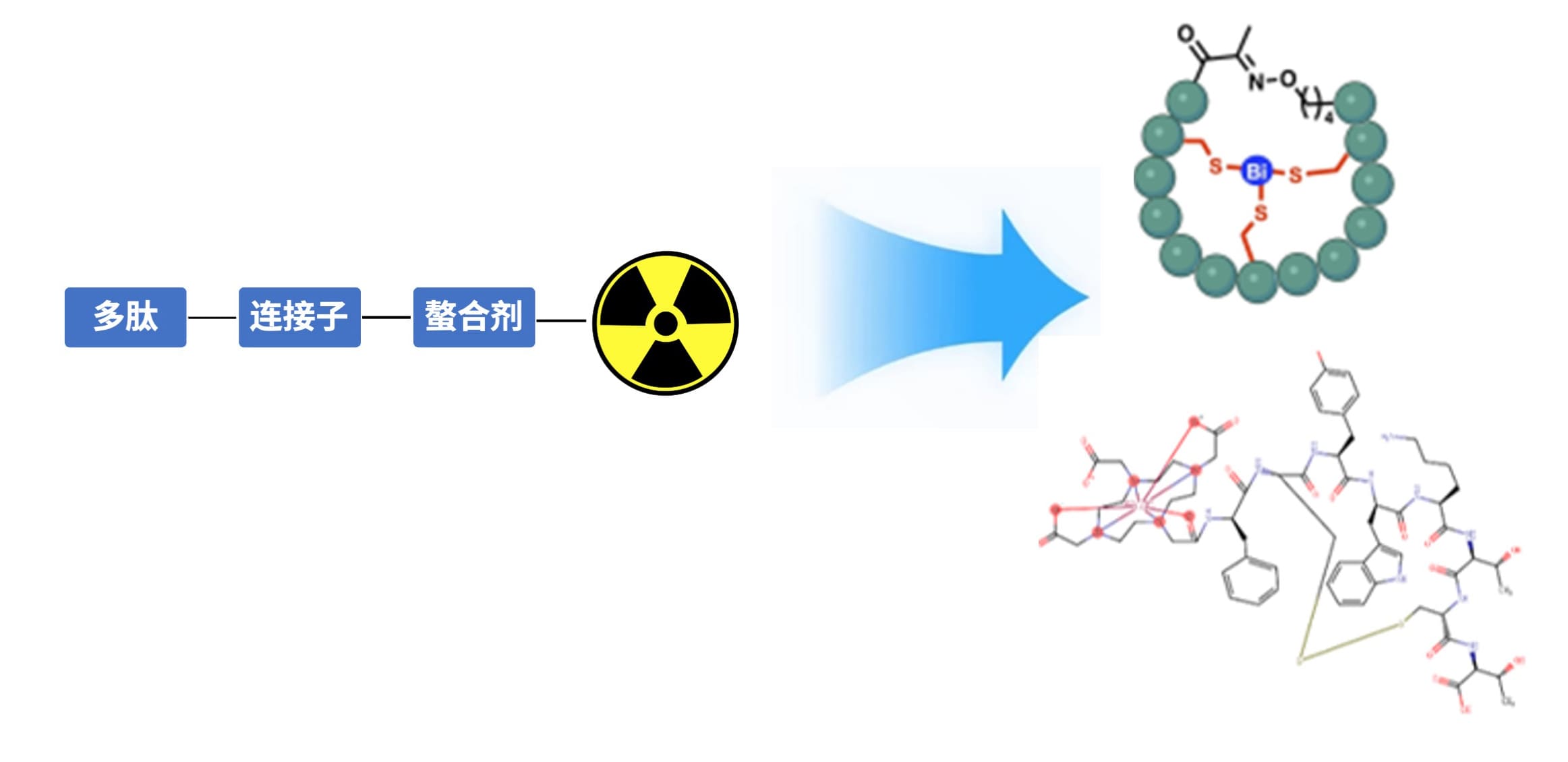多肽偶联放射性核素药物(PRC)的结构示例 多肽偶联放射性核素药物(PRC)的结构示例