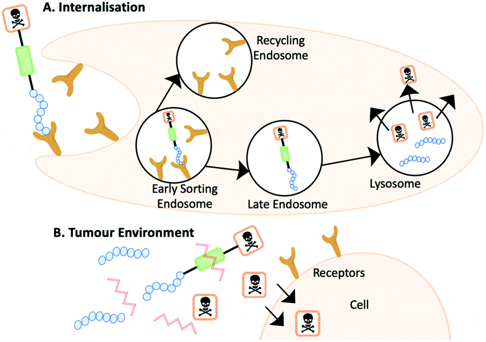 PRC的作用机制示意图 PRC的作用机制示意图