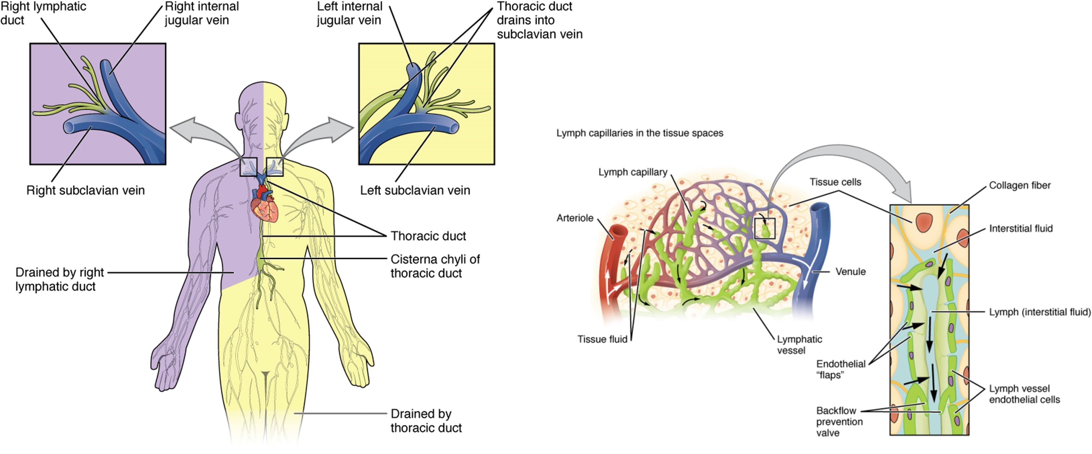 Main trunk and ducts of the lymphatic system with local magnification of interstitial lymphatic capillaries