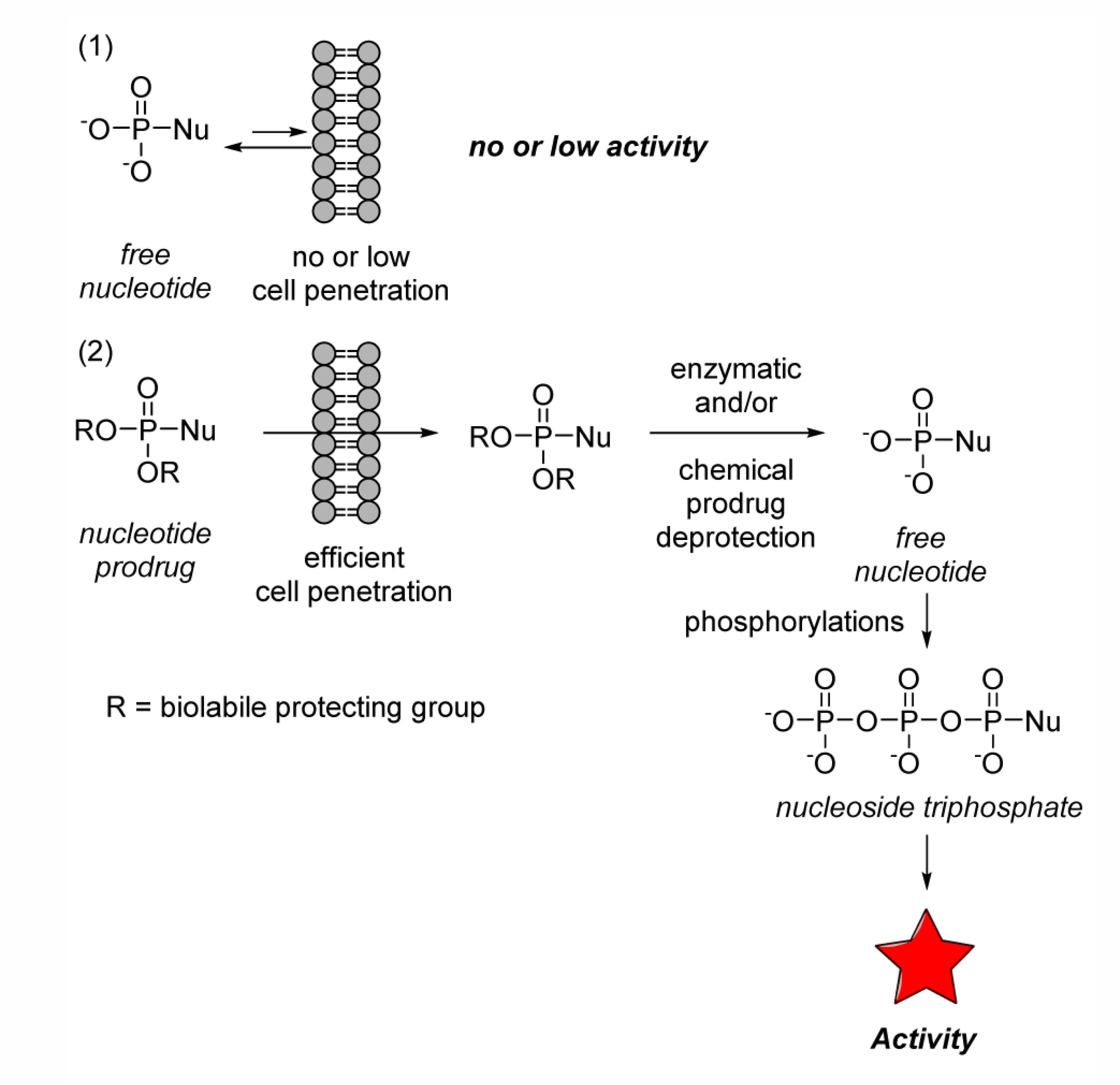 Biological activity regulation mechanism of nucleoside monophosphate prodrugs Biological activity regulation mechanism of nucleoside monophosphate prodrugs